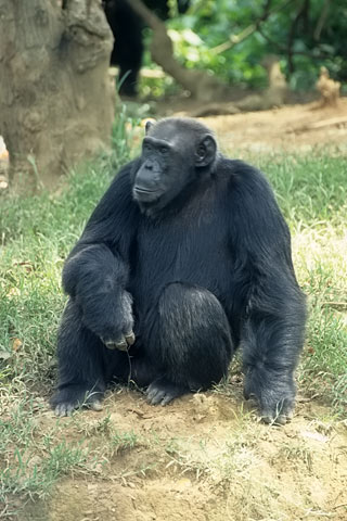 https://www.transafrika.org/media/Uganda/Schimpanse - Afrika.jpg